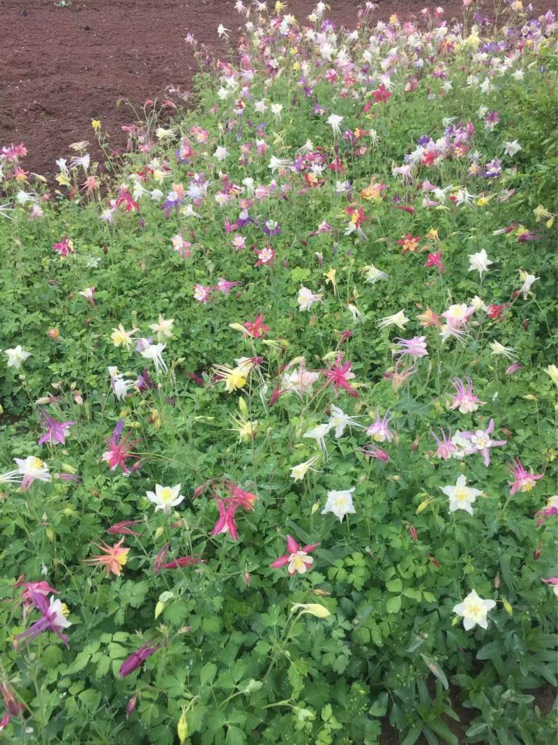 精品耧斗菜优质耧斗菜自产自销耧斗菜
