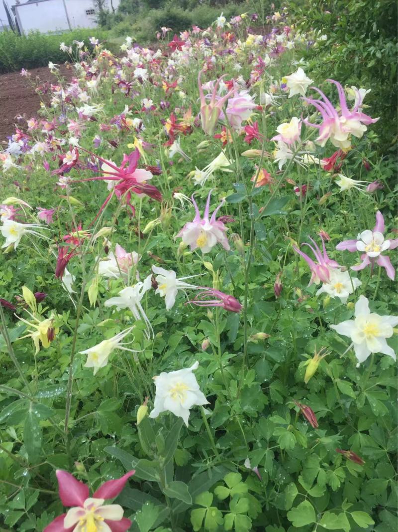 精品耧斗菜优质耧斗菜自产自销耧斗菜