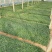 精品耧斗菜优质耧斗菜自产自销耧斗菜