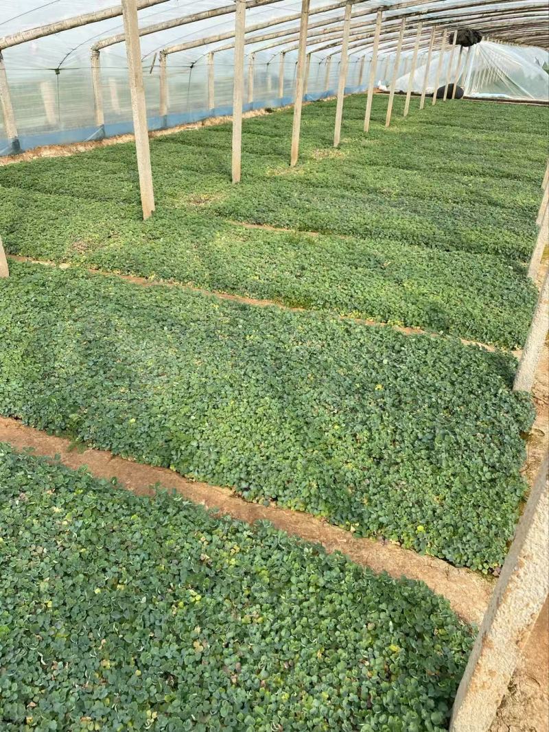 精品耧斗菜优质耧斗菜自产自销耧斗菜
