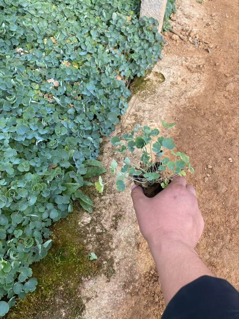 精品耧斗菜优质耧斗菜自产自销耧斗菜