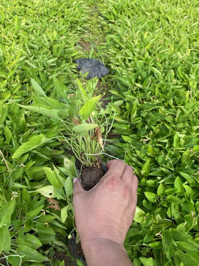 精品紫花地丁优质紫花地丁紫花地丁自产自销