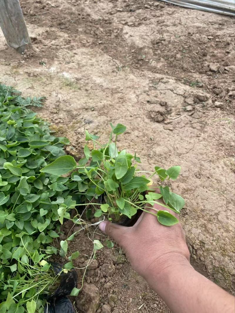 精品紫花地丁优质紫花地丁紫花地丁自产自销