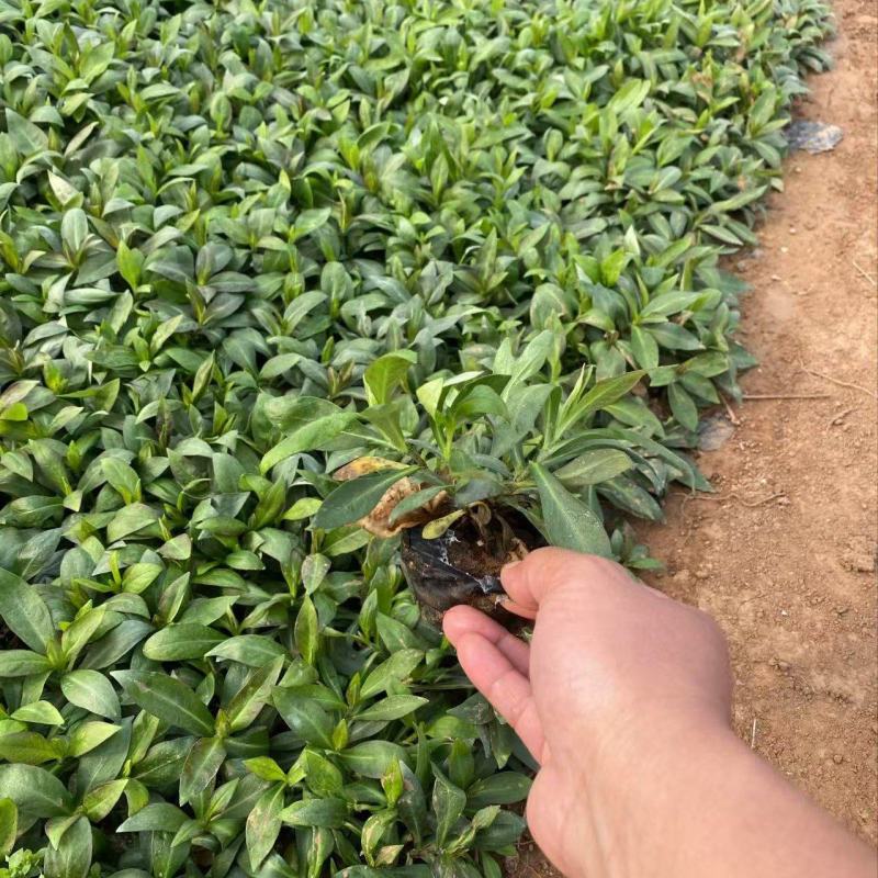 精品宿根福禄考