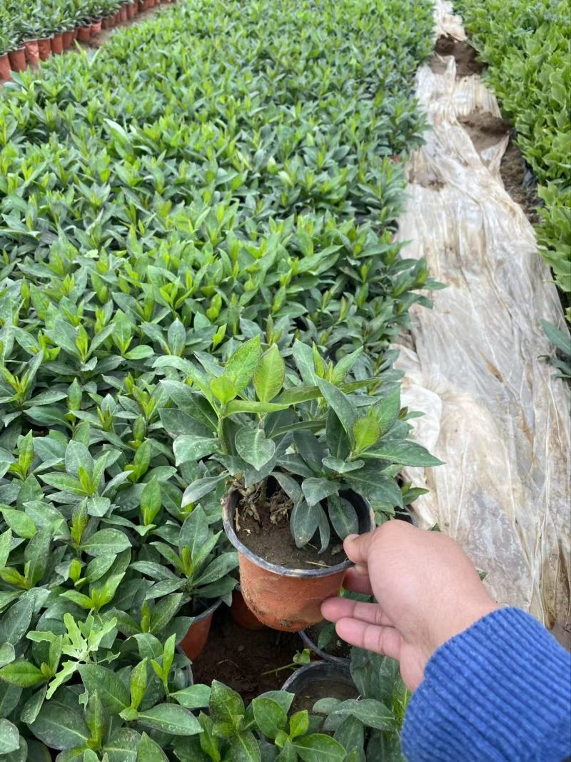 精品宿根福禄考