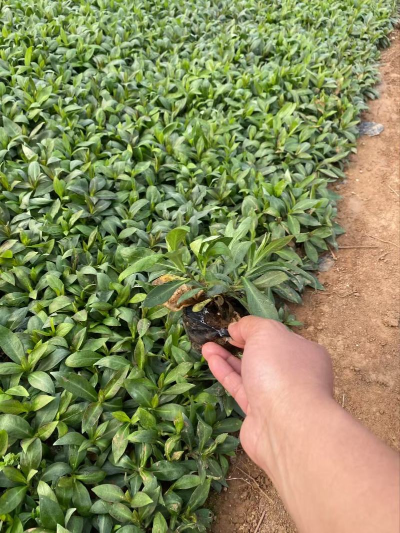 精品宿根福禄考