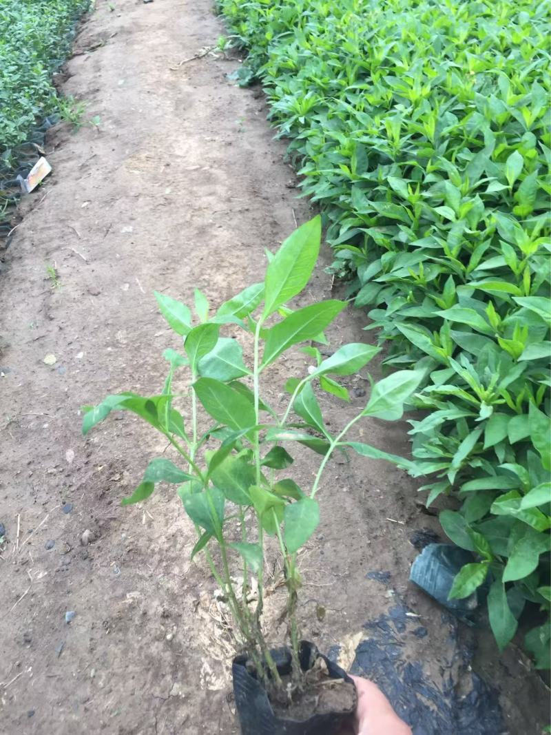 精品宿根福禄考