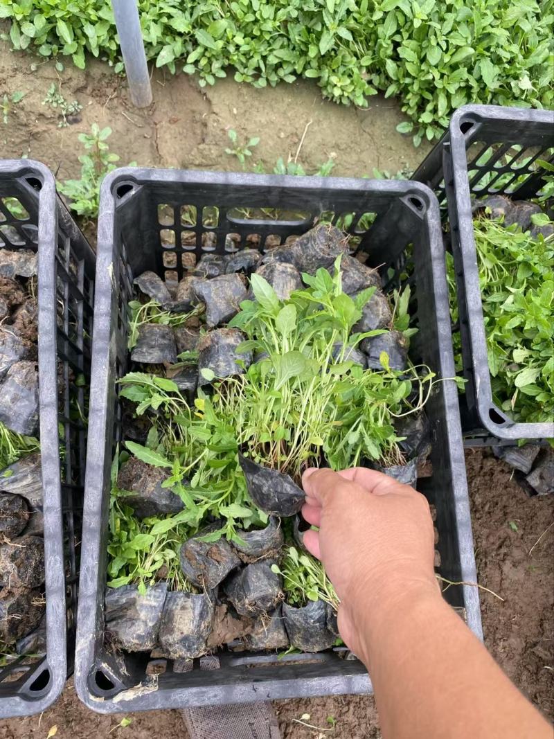 精品美丽月见草优质美丽月见草自产自销