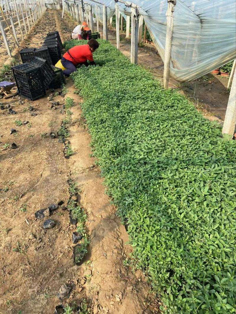 精品美丽月见草优质美丽月见草自产自销