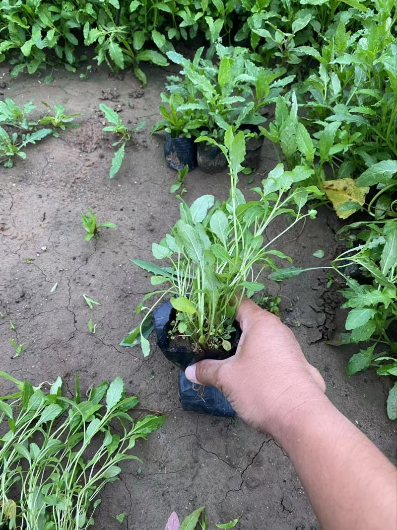 精品美丽月见草优质美丽月见草自产自销