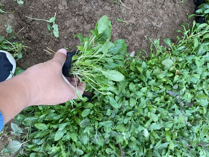 精品美丽月见草优质美丽月见草自产自销