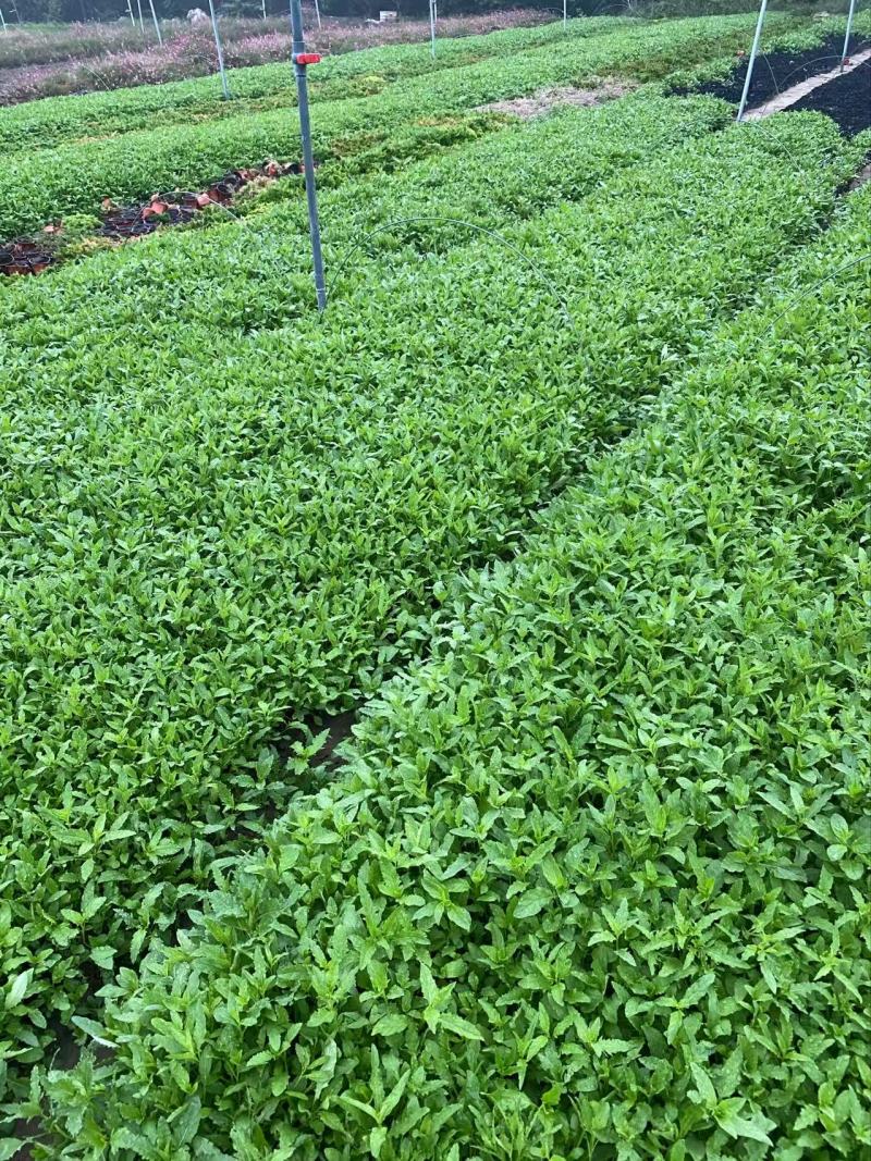 精品美丽月见草优质美丽月见草自产自销