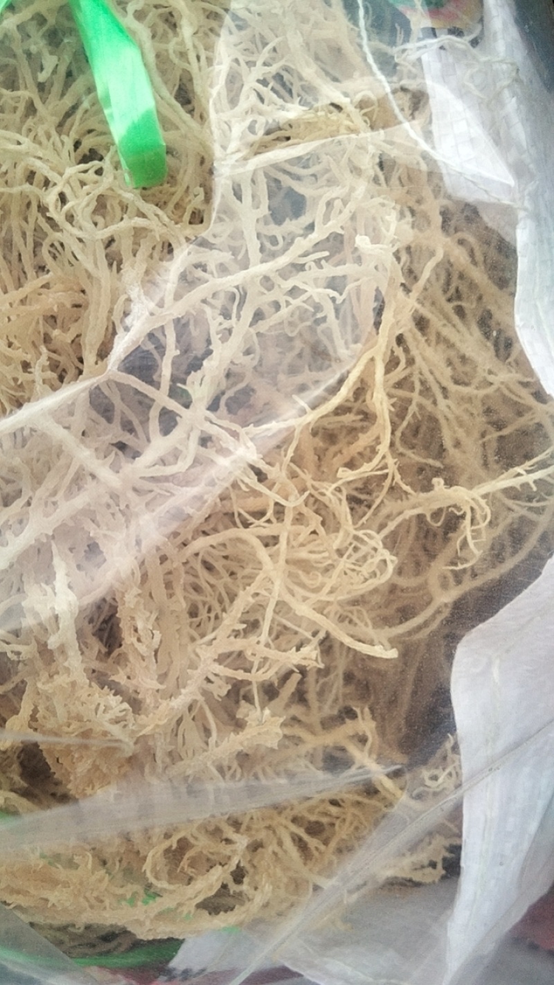 清水无盐纯干龙须菜鹿角菜高泡发率高，产地批发欢迎选购