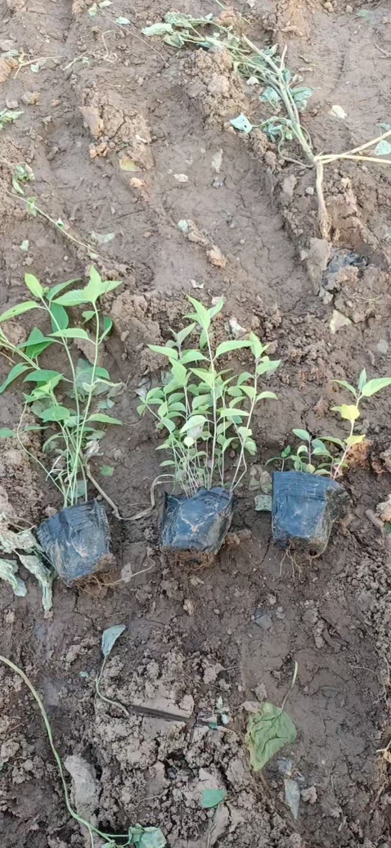 精品美国薄荷优质美国薄荷美国薄荷自产自销