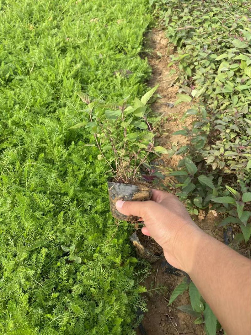 精品美国薄荷优质美国薄荷美国薄荷自产自销