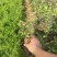 精品美国薄荷优质美国薄荷美国薄荷自产自销