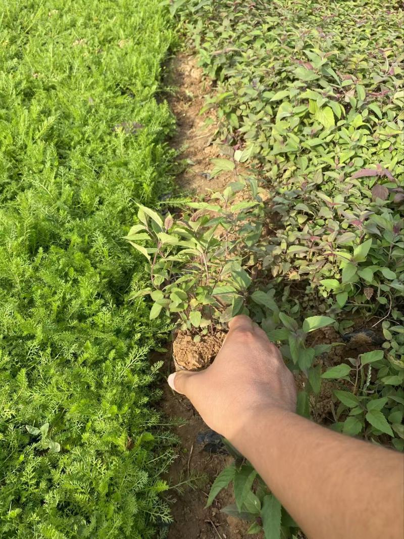 精品美国薄荷优质美国薄荷美国薄荷自产自销