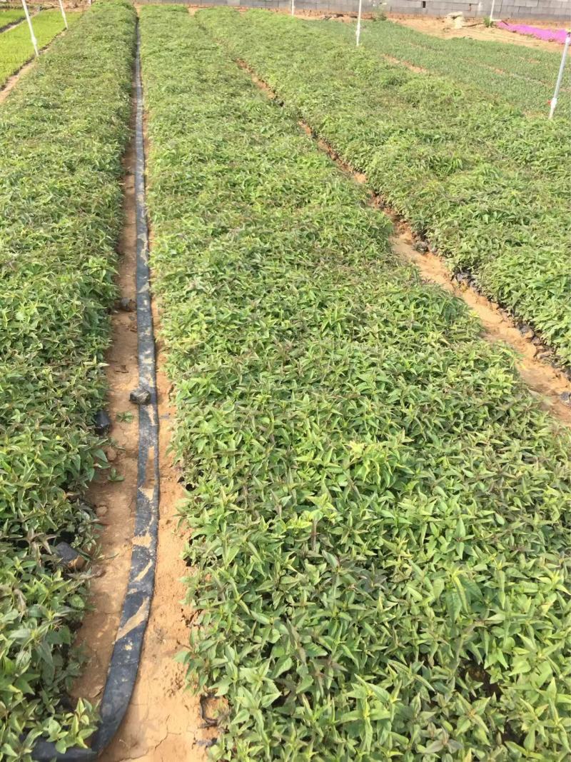 精品美国薄荷优质美国薄荷美国薄荷自产自销