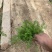 精品蓍草优质蓍草