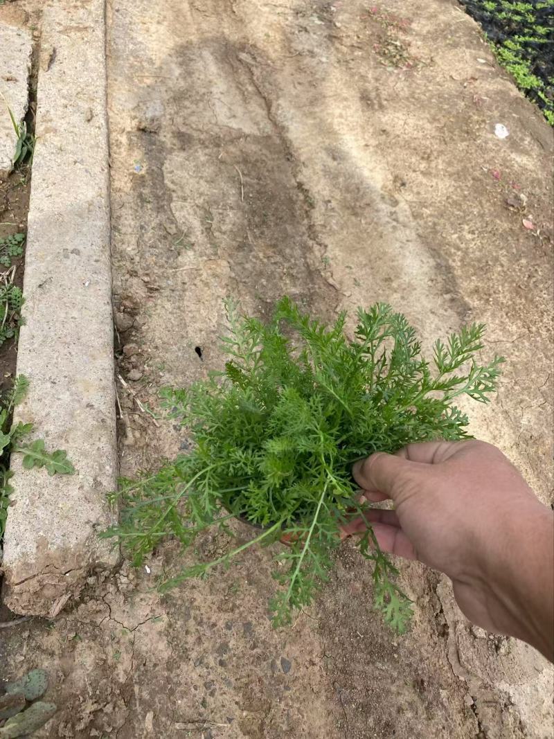 精品蓍草优质蓍草