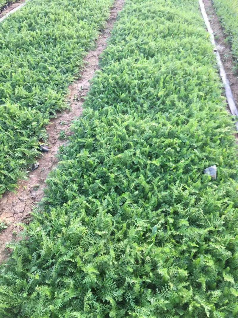 精品蓍草优质蓍草