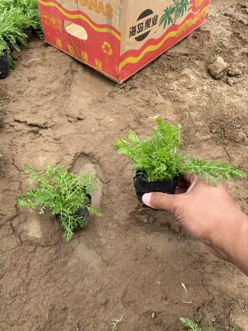 精品蓍草优质蓍草