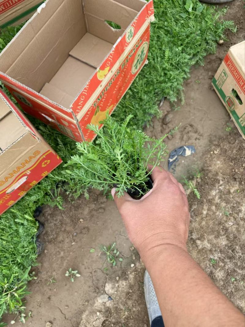 精品蓍草优质蓍草