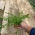 精品蓍草优质蓍草