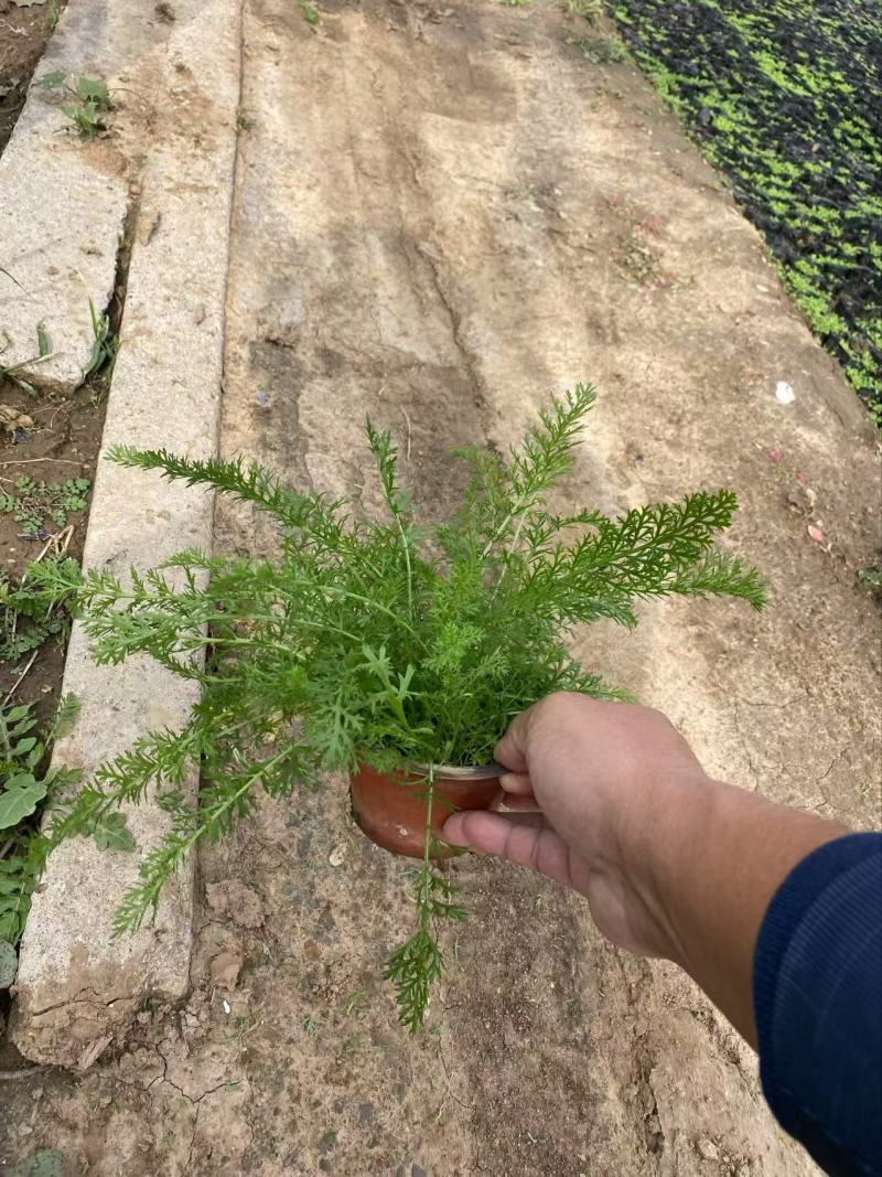 精品蓍草优质蓍草