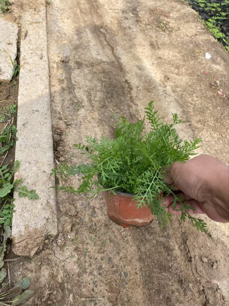 精品蓍草优质蓍草