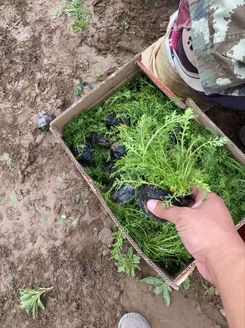 精品蓍草优质蓍草