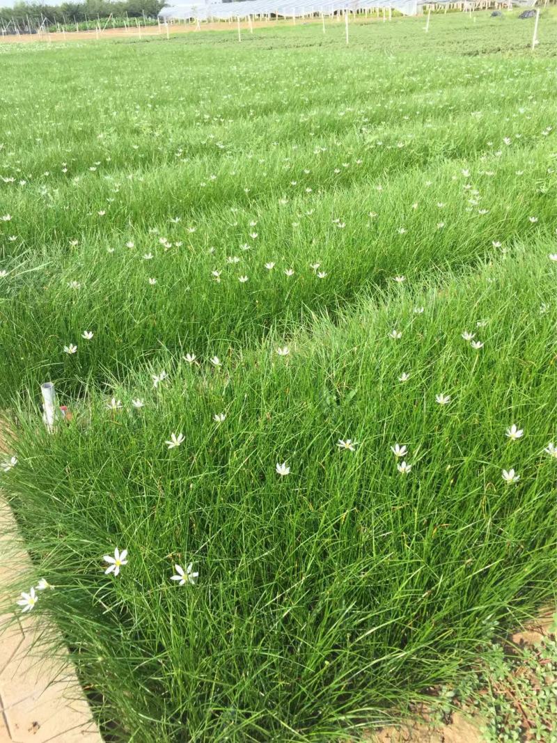 精品葱兰优质葱兰白花葱兰