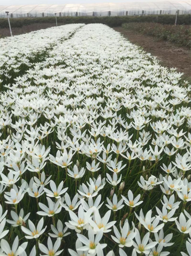 精品葱兰优质葱兰白花葱兰