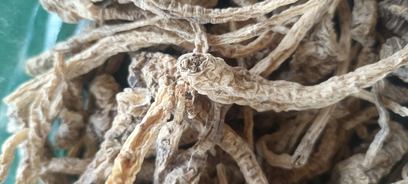 山海螺干个子