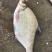 鳊鱼武昌鱼原塘鱼三年以上