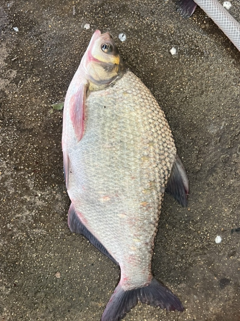 鳊鱼武昌鱼原塘鱼三年以上