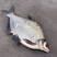 鳊鱼武昌鱼原塘鱼三年以上