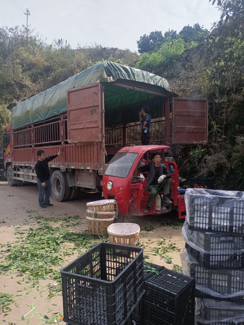 正宗原产地重庆奉节脐橙鲜果批发代收代发洗果运输服务