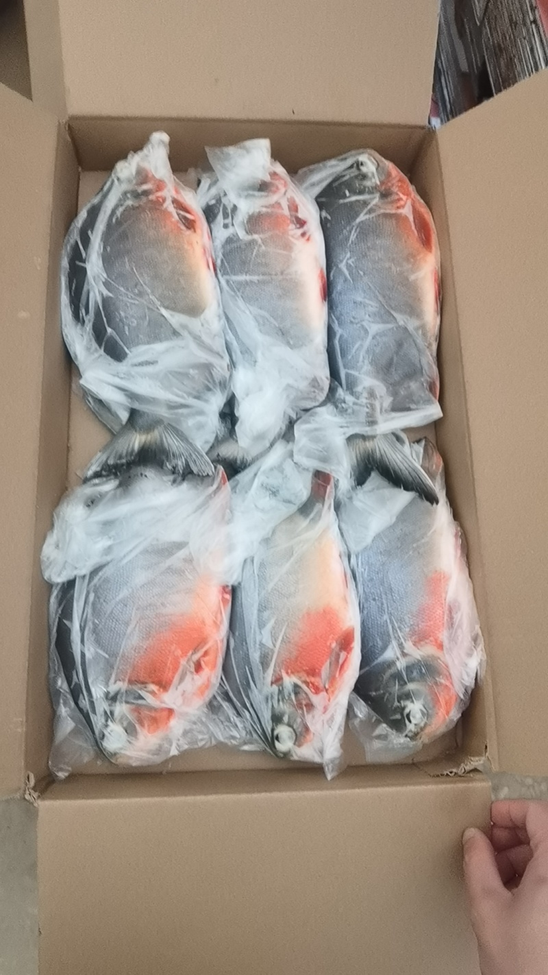 鲜冻红鲳鱼
