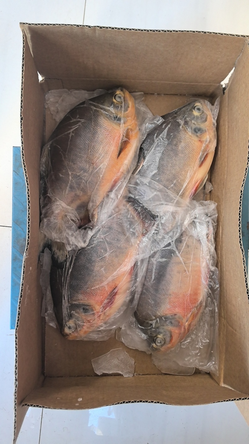 鲜冻红鲳鱼