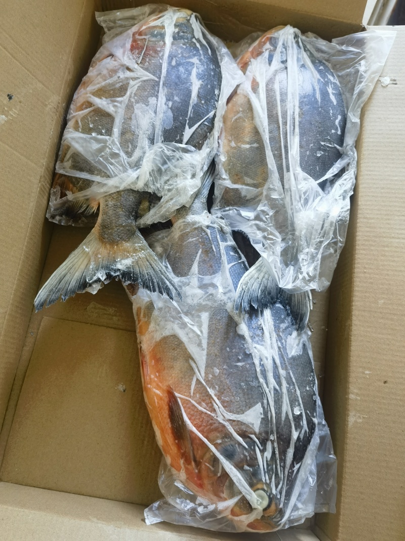 鲜冻红鲳鱼