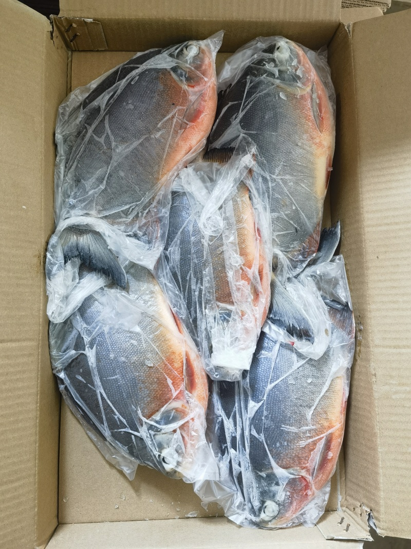 鲜冻红鲳鱼