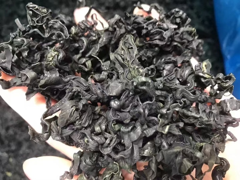 精品裙带菜螺旋藻海藻批发零售保质保量量大优惠