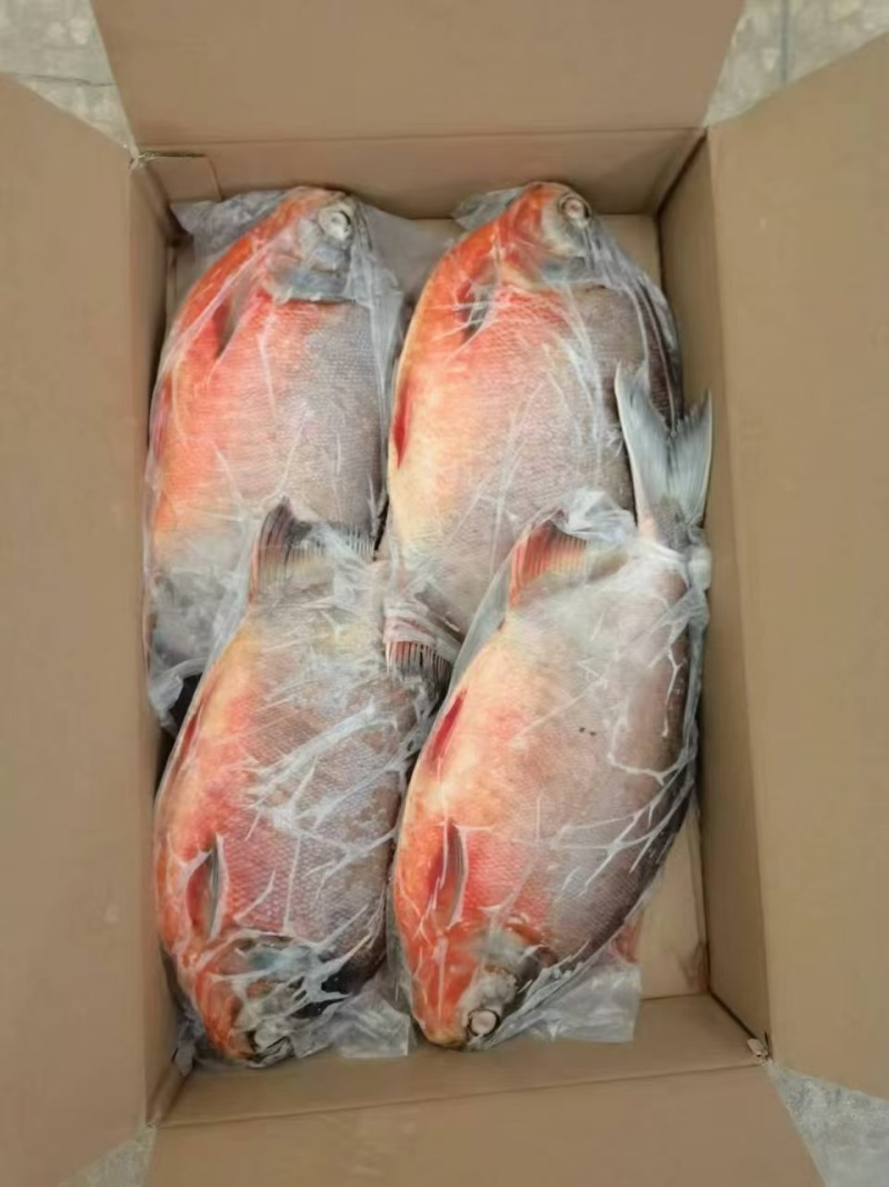 鲜冻红鲳鱼