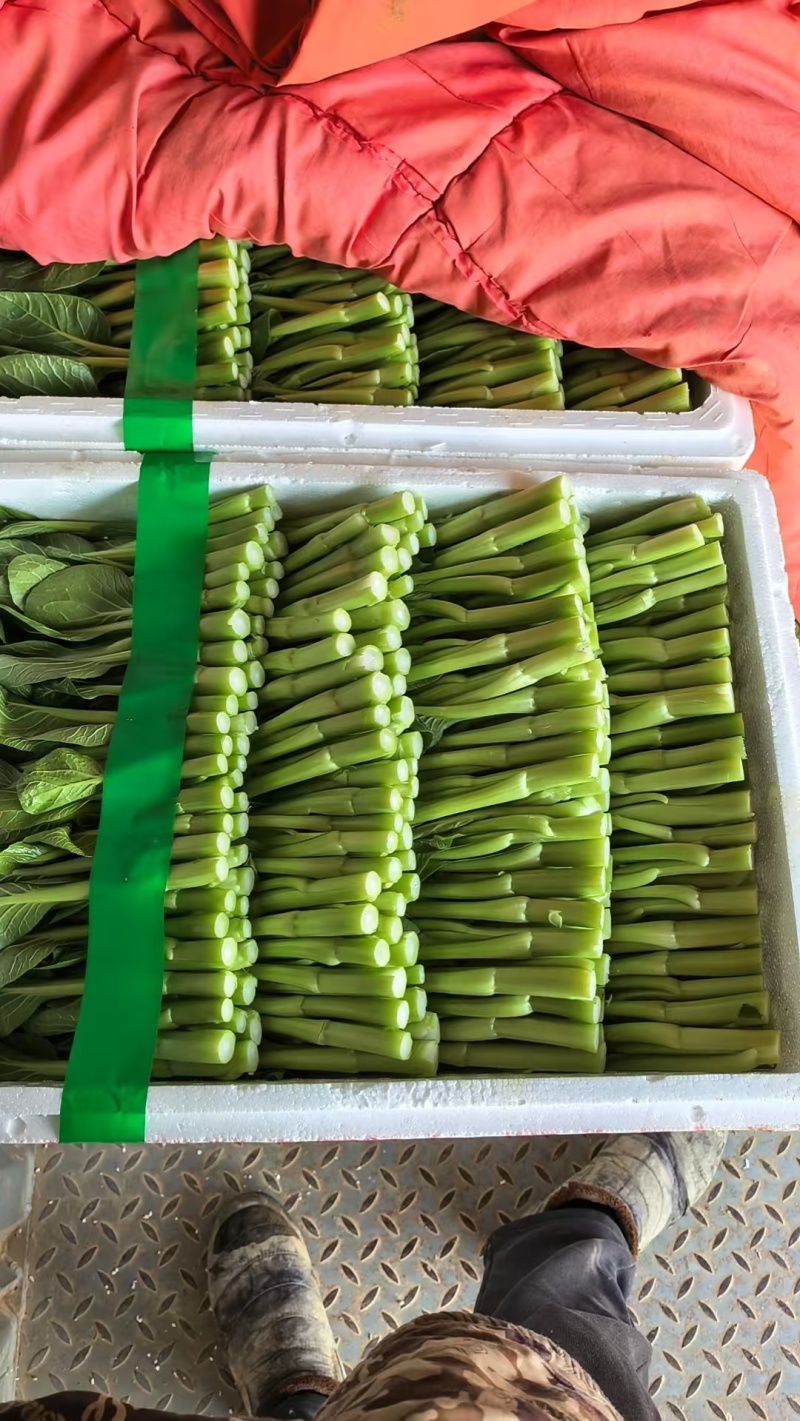 广东菜心