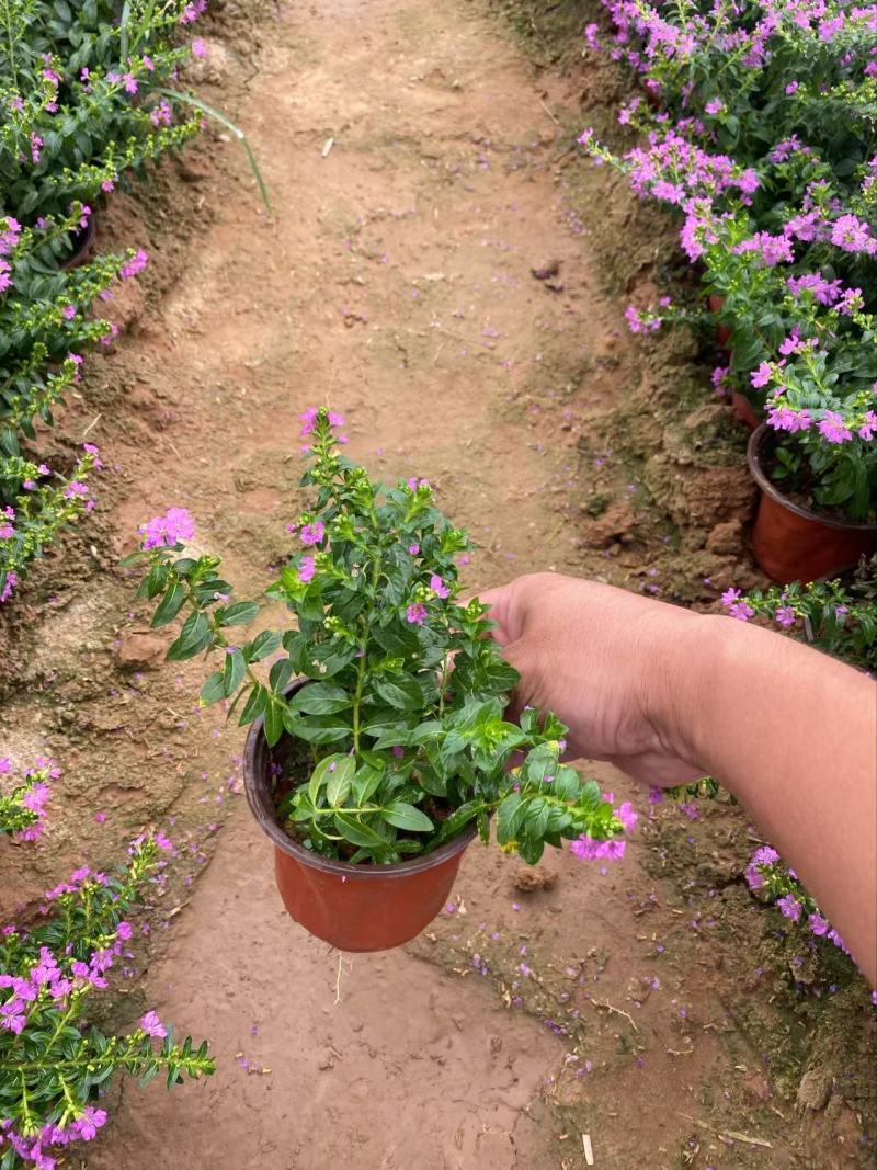 精品萼距花优质萼距花自产自销