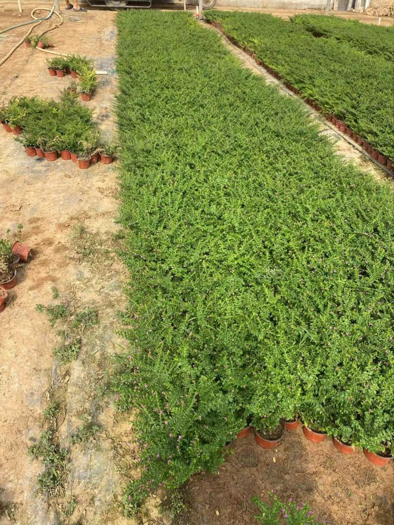 精品萼距花优质萼距花自产自销