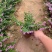 精品萼距花优质萼距花自产自销