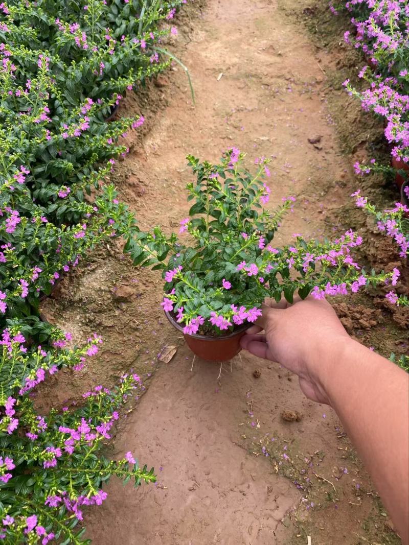 精品萼距花优质萼距花自产自销
