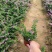 精品萼距花优质萼距花自产自销